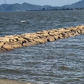 暑さに負けずウイングフォイルの画像