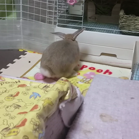 ナゾです(´・ω・｀)の画像