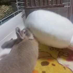 頑張るチョコちゃんの画像