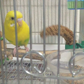 Birdstory「今日の愛鳥」に掲載♪の画像