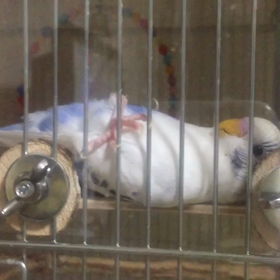寝っ転がる鳥さん！？の画像