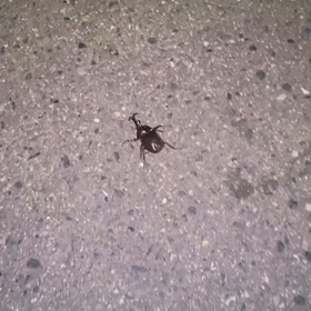 カブトムシの画像