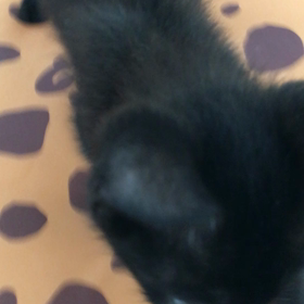Pちゃんにすれば良かった？笑の画像