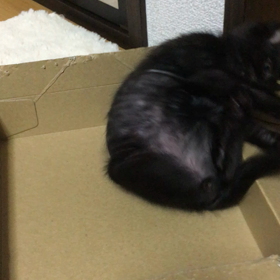 ダンボール捨てられないの画像