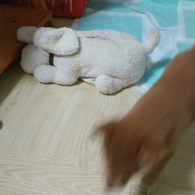 ケージ解禁の画像