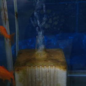 昨日は水槽掃除の画像