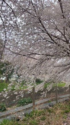 桜を…愛でに‼️…我が北本市は…桜王国の記事動画