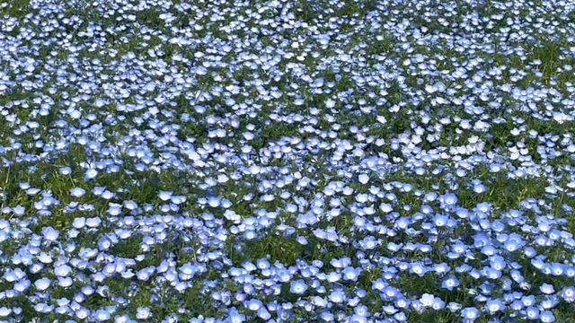 ネモフィラ畑＆武田鉄矢の昭和は輝いていた＆鬼奴＆RGの歌謡スナックの想ひ出の記事動画