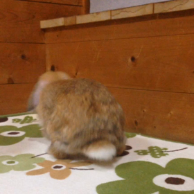 ＊くぅちゃんの声＊の画像