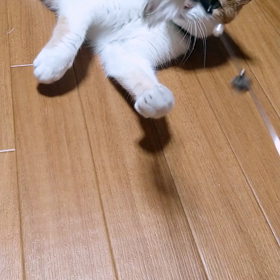うずら、猫になるの画像