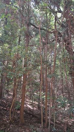 整えるの記事動画