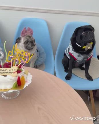 チーム6歳のお誕生日会『Dog Cafe BlueSun』の記事動画