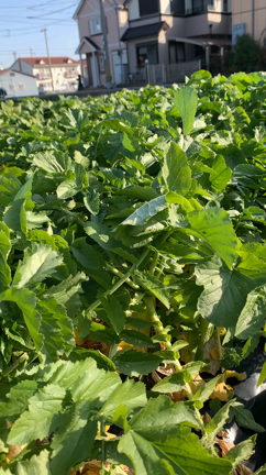 ルッコラと晩白柚と明日のお野菜。の記事動画