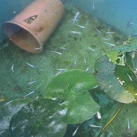 メダカの稚魚と親をご対面させました！の画像