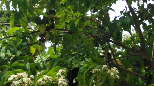 ナナコバナに舞うモンキアゲハ@神戸市立森林植物園の記事動画