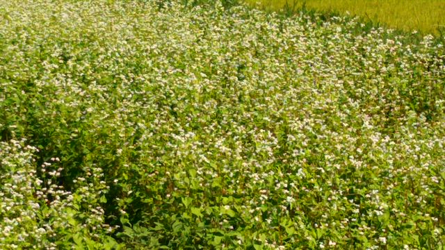 秋風にゆれるそばの花の記事動画