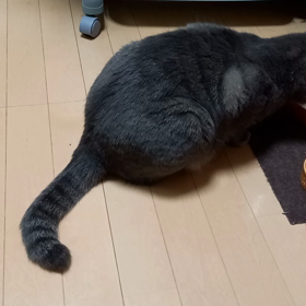 本日のぐぅの画像