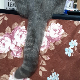本日のぐぅの画像