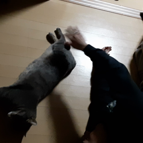 本日のぐぅの画像