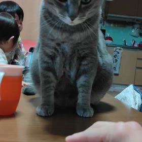 昨日のぐぅの画像