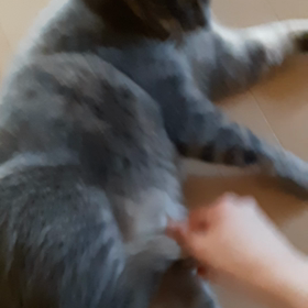 本日のぐぅの画像