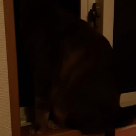 本日のぐぅの画像