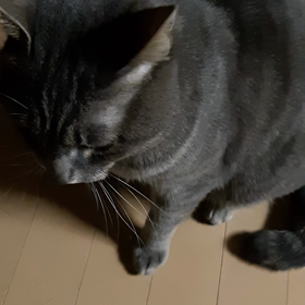 本日のぐぅの画像