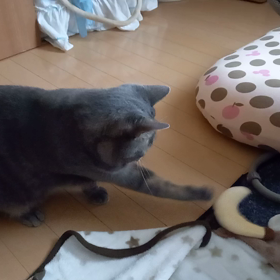 先週のぐぅの画  像