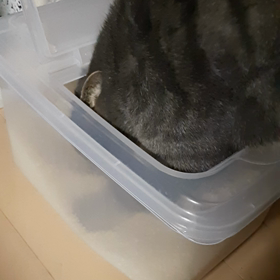 本日のぐぅの画像