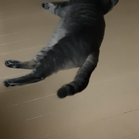 本日のぐぅの画像
