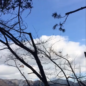 今年最後のきのこ採りの画像
