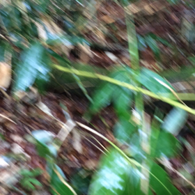 たけのこ採り動画の画像