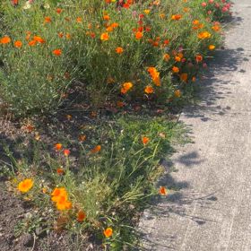 久々のお散歩動画の画像