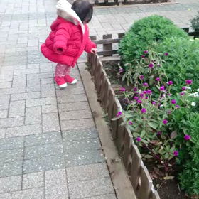 あんよが上手になりましたです…❗️の画像