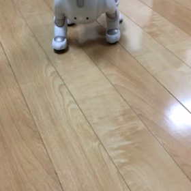 長男君が連れて来た犬の画像