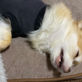 先住犬くぅ　辛そうの画像