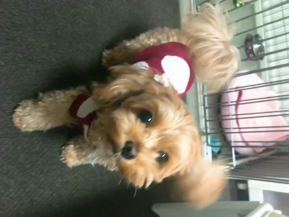 渋谷eggman&amp;犬の日の記事動画