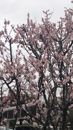 自然動画トンビとカラス、桜とメジロの記事動画