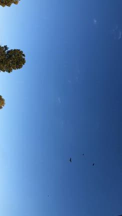 自然動画トンビとカラス、桜とメジロの記事動画