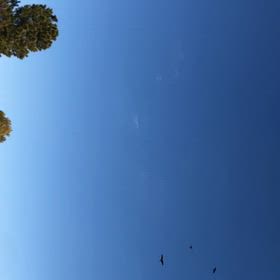 自然動画トンビとカラス、桜とメジロの画像