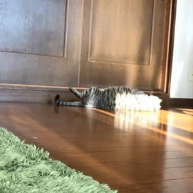ある日のオレオの画像