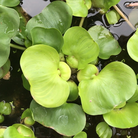 メダカの画像