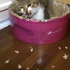 「ななちゃん(先住猫)を襲ったので怒られました。」の画像