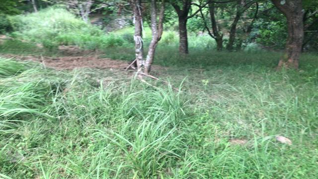 イノシシの記事動画