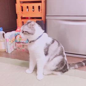 45秒の動画の画像