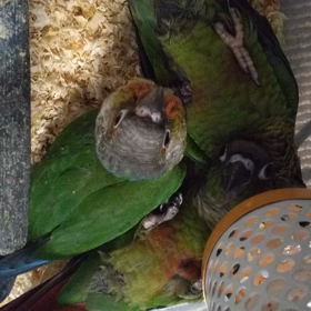 ゴロ寝インコさわりまくりの画像