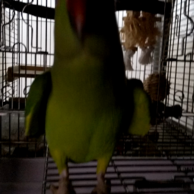 ワキワキフリフリの画像