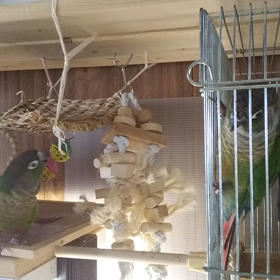 ウロコとコザクラ動画の画像