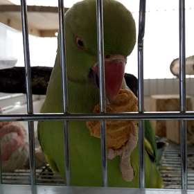 ただ食べるだけの動画の画像