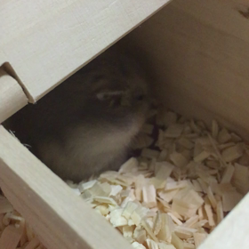 day 35の画像